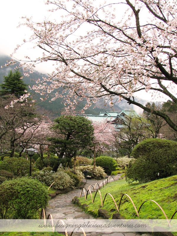 Cherry Blossoms Japan 1