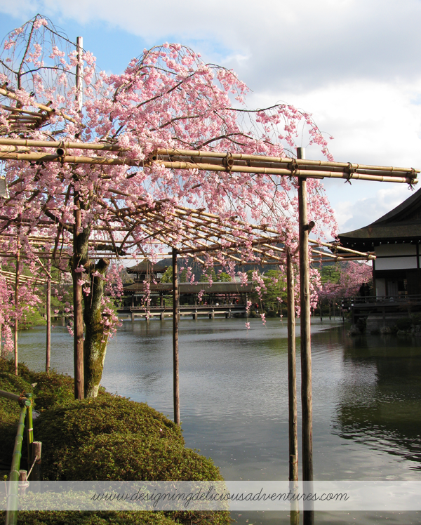 Cherry Blossoms Japan 3