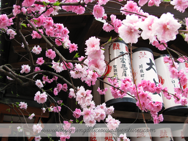 Cherry Blossoms Japan 7