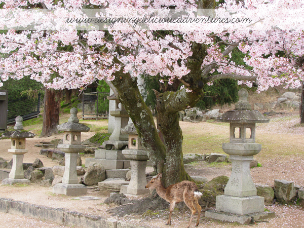 Cherry Blossoms Japan 8