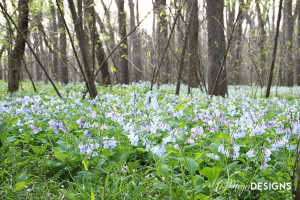 Shaw Nature Reserve Blooming Bluebells