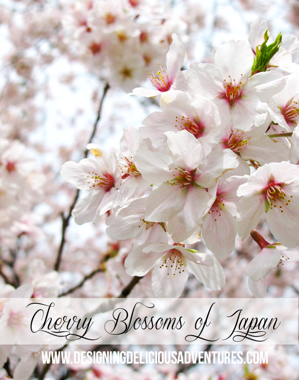 Cherry Blossoms of Japan